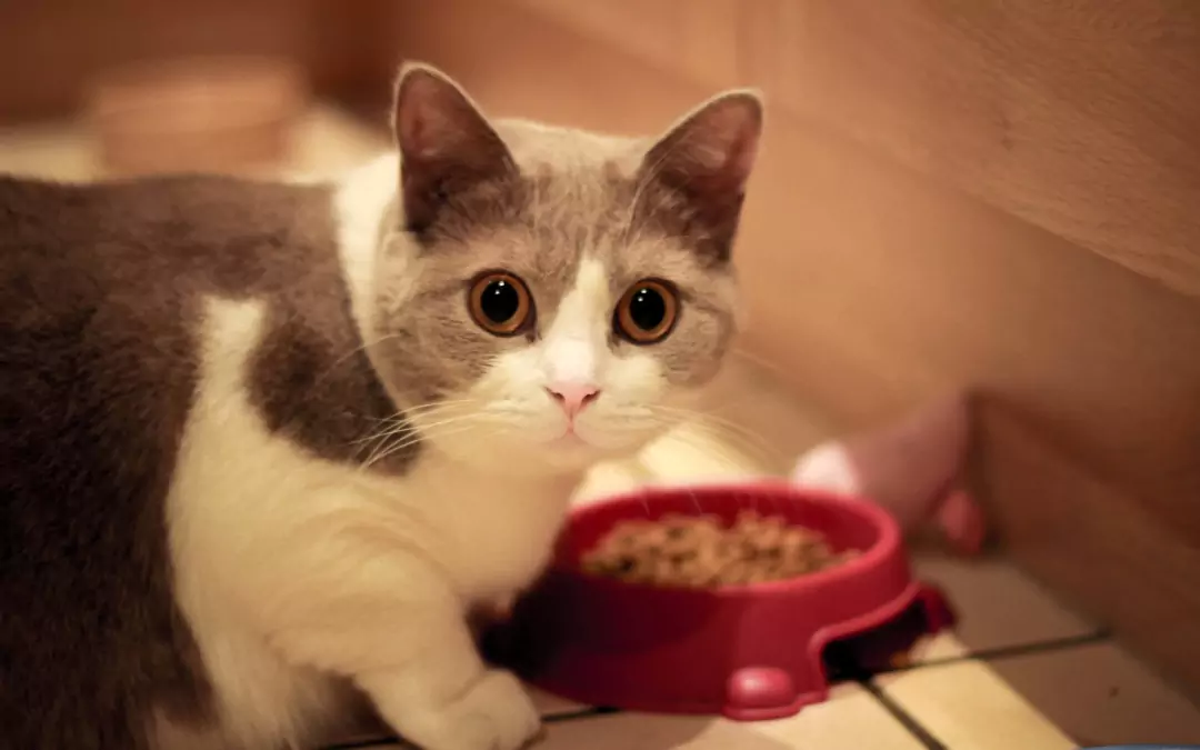 Les chats peuvent-ils manger des aliments pour chiens ? Les dangers d'une consommation prolongée d'aliments pour chiens par les chats