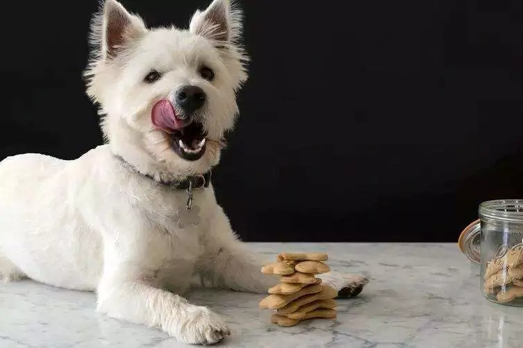 Les chiens peuvent-ils manger des cacahuètes ? Précautions à prendre pour les chiens qui mangent des cacahuètes