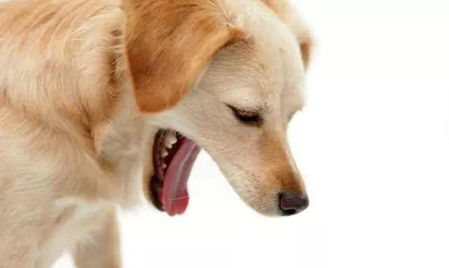 Pourquoi mon chien vomit-il ? Que faire si mon chien vomit et fait caca ?