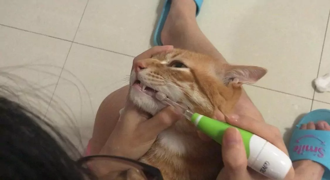 Comment brosser les dents de mon chat ?