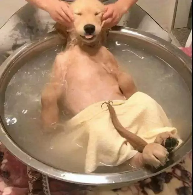 À quelle fréquence un chien doit-il prendre un bain ? Pourquoi les chiens ne doivent-ils pas être baignés fréquemment ?