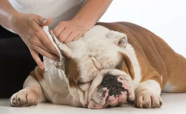 Comment nettoyer les oreilles du chien ? Ne pas nettoyer les oreilles de votre chien pendant une longue période peut provoquer un problème impensable