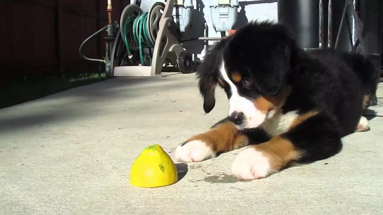 Les chiens peuvent-ils manger des citrons ? Pourquoi les chiens ne peuvent-ils pas manger de citrons ?