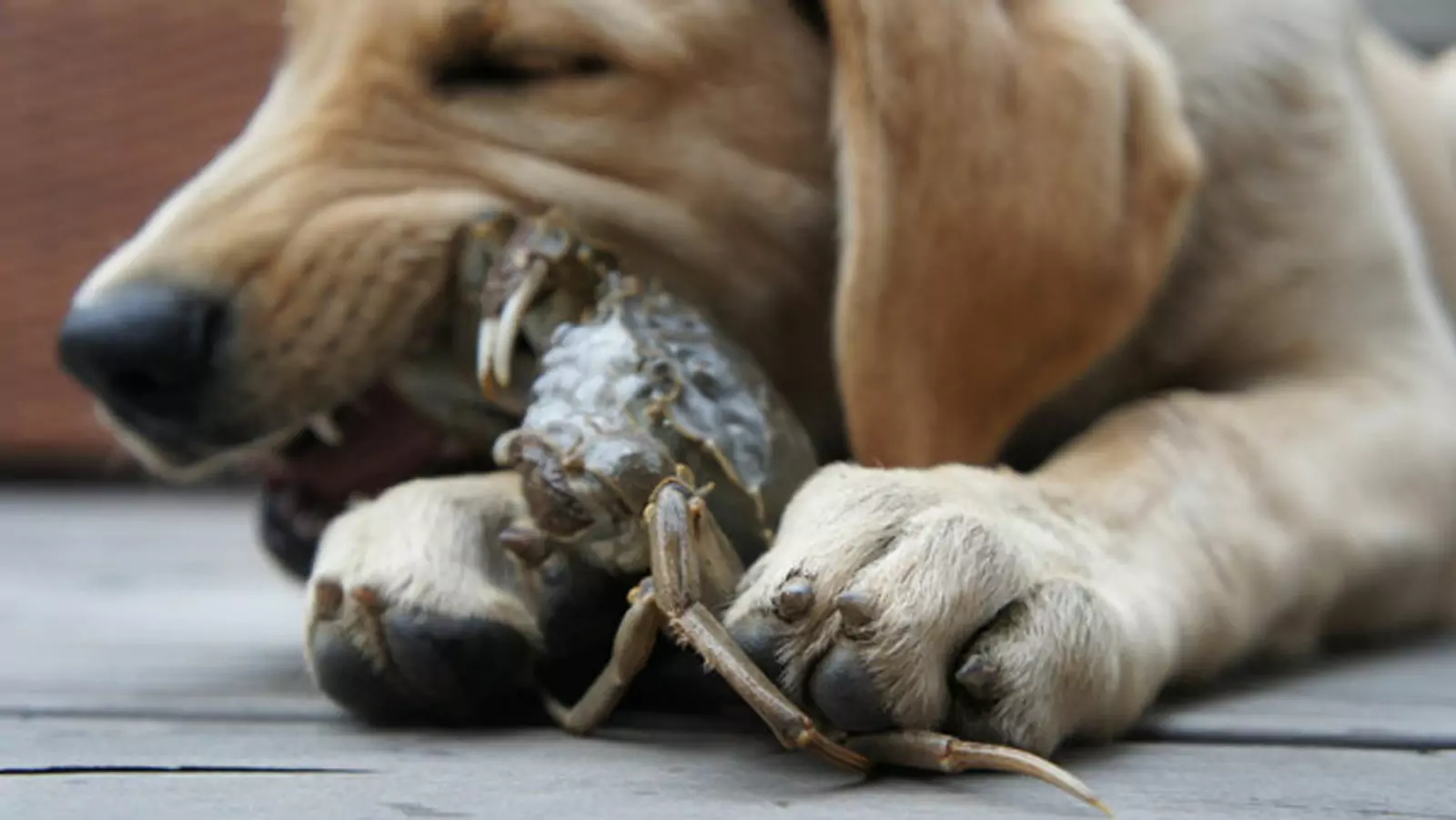 Les chiens peuvent-ils manger du crabe ? Quel est le danger pour les chiens de manger du crabe ?