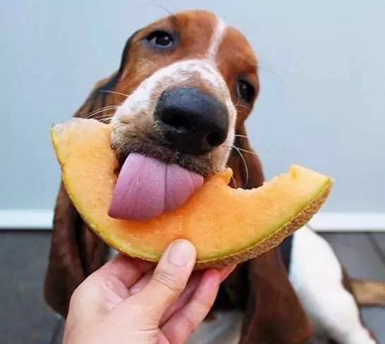 Les chiens peuvent-ils manger du cantaloup ? Quels sont les bienfaits du cantaloup pour les chiens ?