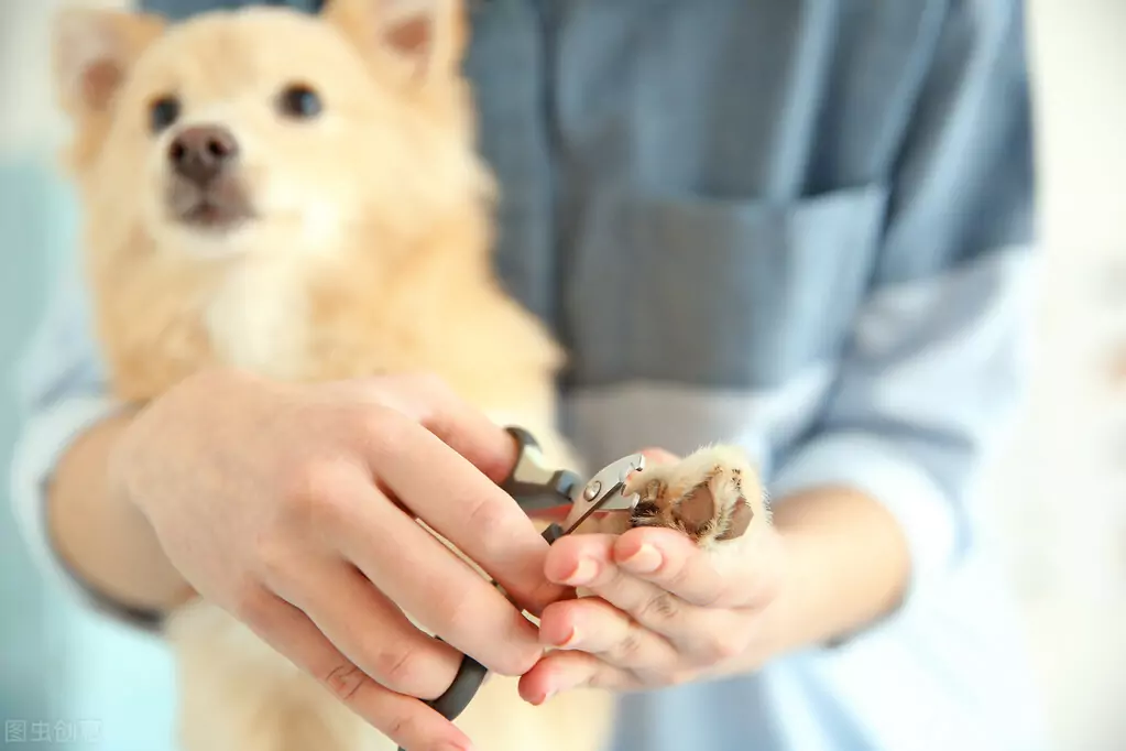 Comment couper les ongles des chiens ? Quels dangers peuvent être causés par des ongles de chien trop longs ?