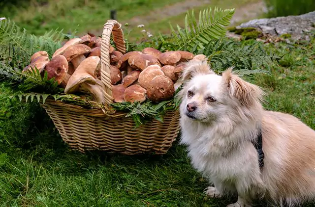 Les champignons sont-ils toxiques pour les chiens ? Quels sont les symptômes d'une ingestion accidentelle de champignons ?