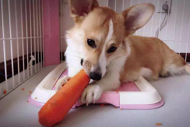 Les chiens peuvent-ils manger des carottes crues ?