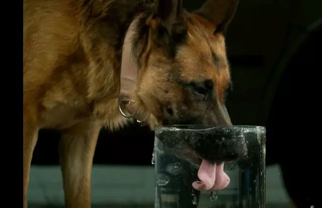 Pourquoi mon chien boit-il autant d'eau ? Comment peut-on considérer qu'un chien boit trop d'eau ?
