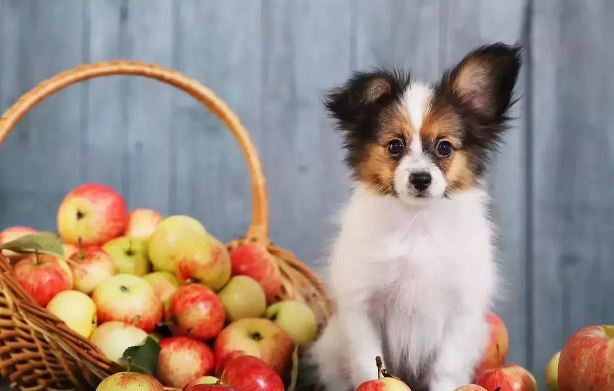Les pommes sont-elles bonnes pour les chiens ? Quels sont les avantages de manger des pommes pour les chiens ?