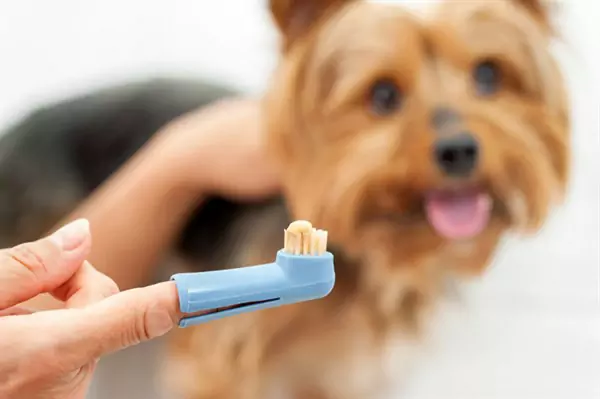 Comment brosser les dents de votre chien ?