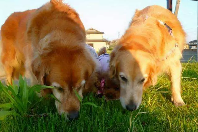 Les chiens peuvent-ils manger de l'herbe ? Pourquoi les chiens aiment-ils manger de l'herbe ?