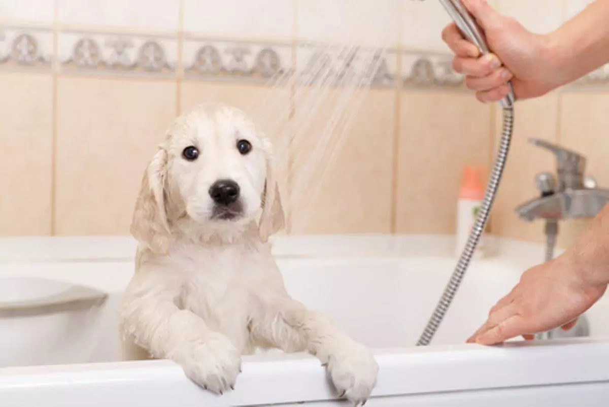 À quelle fréquence dois-je baigner mon chien ?