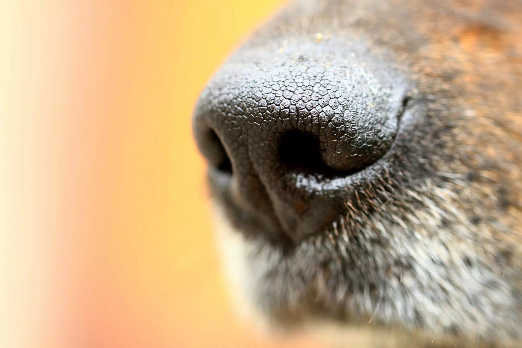 Pourquoi le nez de mon chien est-il sec ?