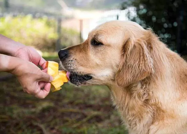 Les chiens peuvent-ils manger des mangues ? Quels sont les avantages de donner des mangues aux chiens ?