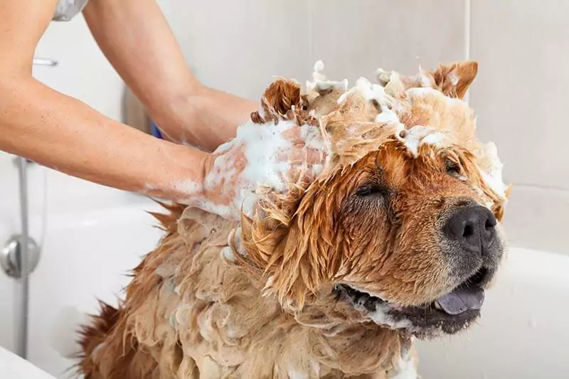 À quelle fréquence devez-vous laver votre chien ? Que faut-il dire pour donner un bain à son chien ?