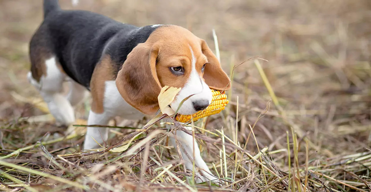 Les chiens peuvent-ils manger du maïs ? Précautions à prendre pour les chiens qui mangent du maïs