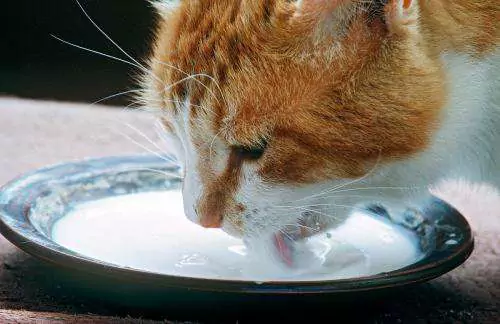 Les chats peuvent-ils boire du lait ? Comment choisir le lait en poudre pour chats