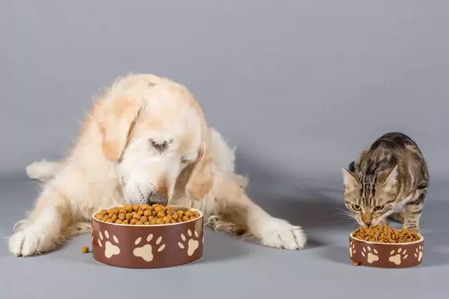 Les chiens peuvent-ils manger des aliments pour chats ? Quels sont les effets d'un chien qui mange des aliments pour chats pendant une longue période ?