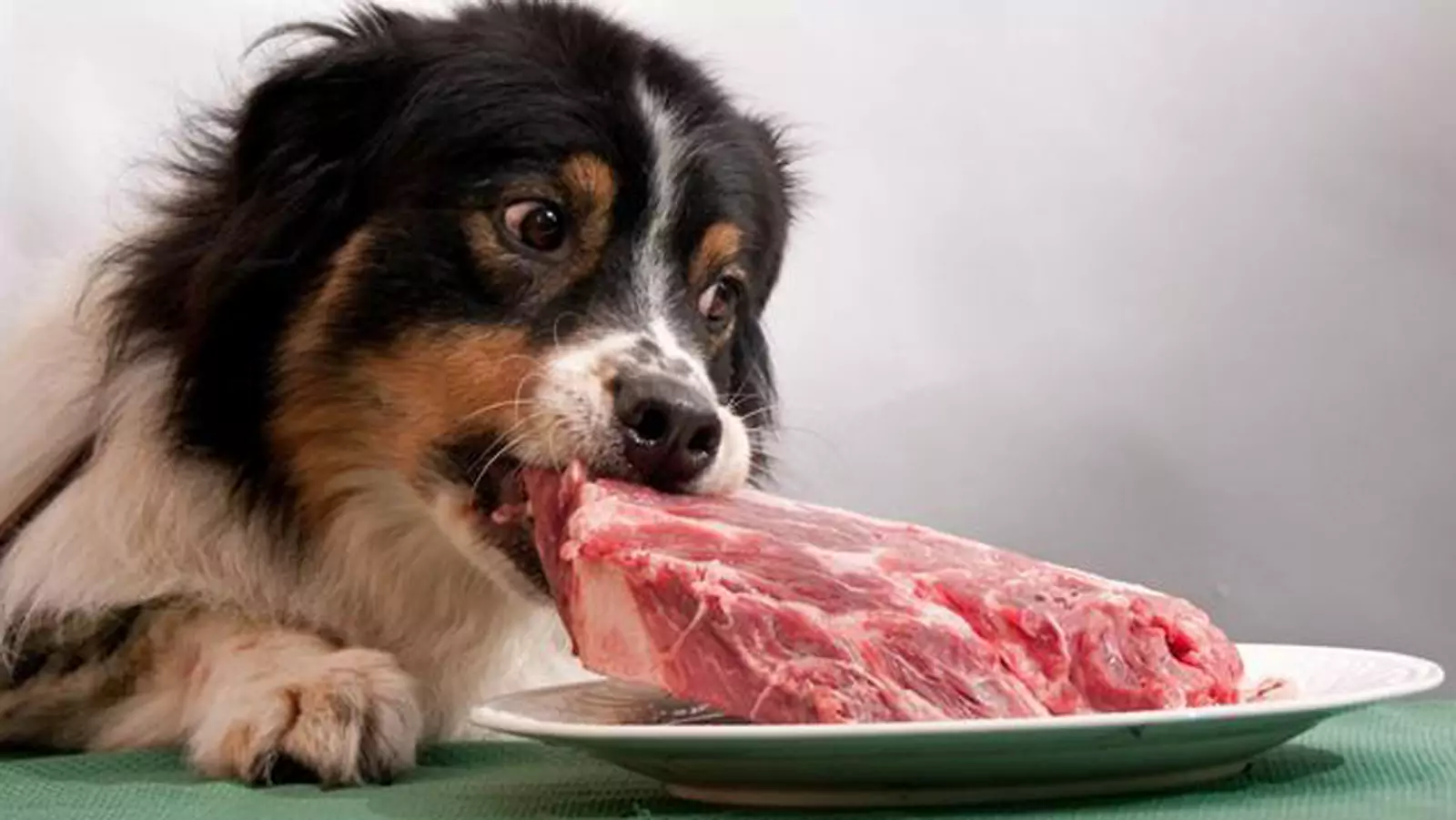 Les chiens peuvent-ils manger du porc cru ?