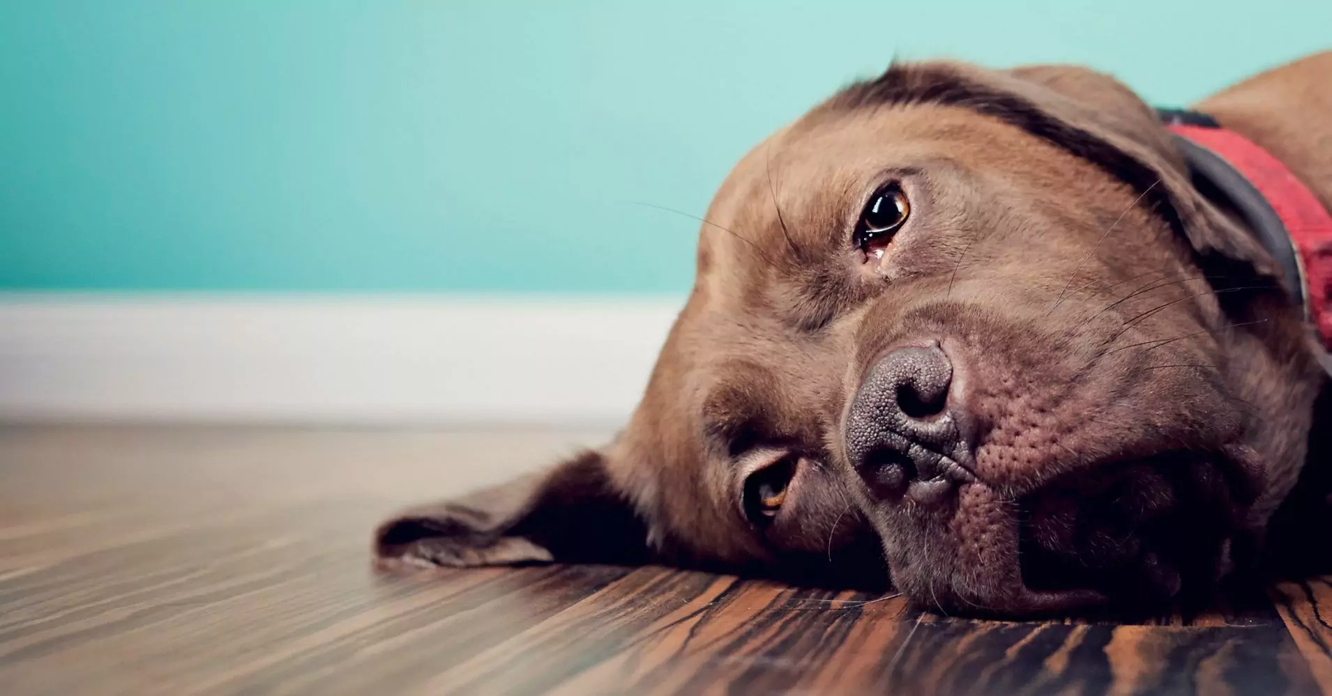Les chiens peuvent-ils ressentir la tristesse ?