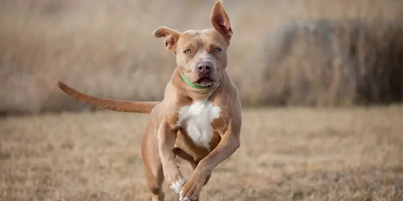 A quelle vitesse un chien peut-il courir ?
