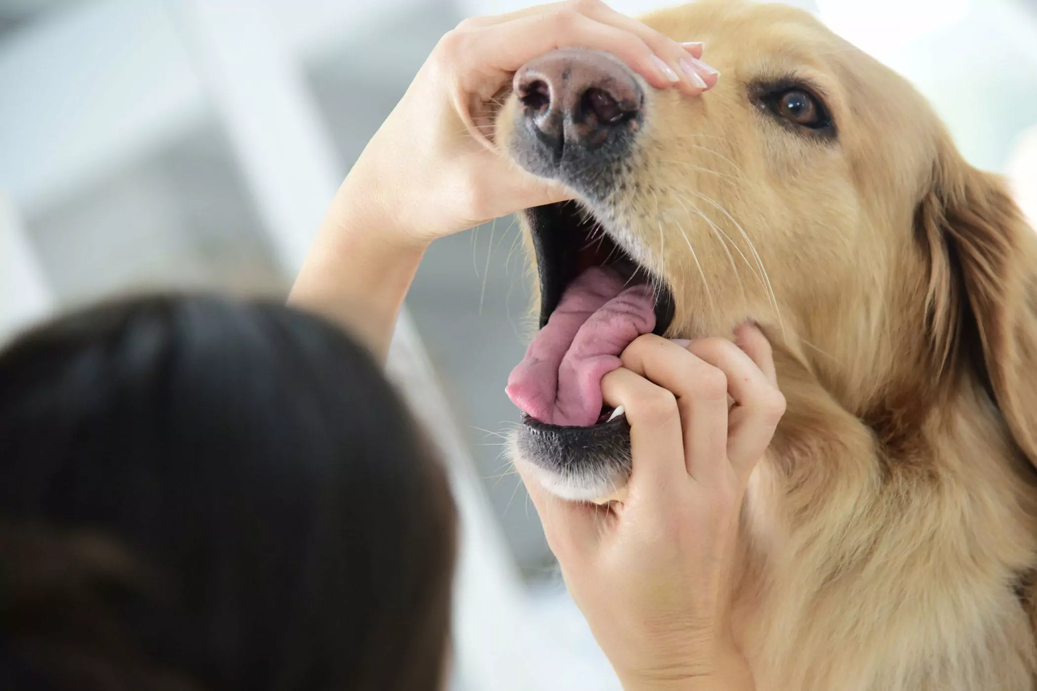 La bouche d'un chien est-elle plus propre que celle d'un humain ? La bouche d'un chien est plus propre que celle d'un humain ? Il s'agit d'un concept volé, les deux ne sont pas comparables.
