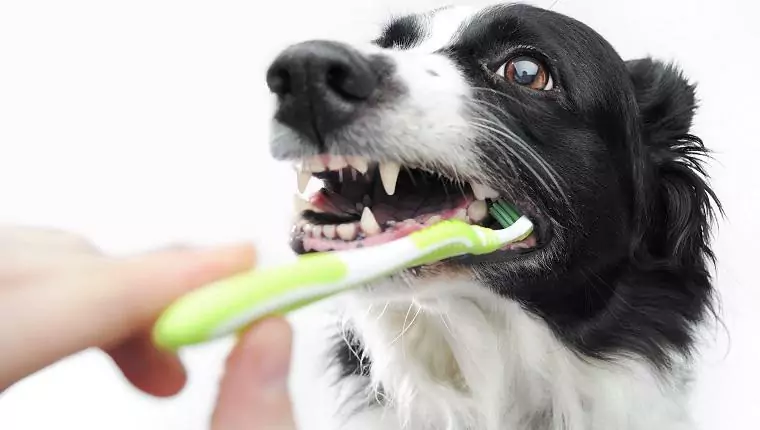 Comment nettoyer les dents de votre chien ? Ces 7 méthodes peuvent vous aider à nettoyer ses dents