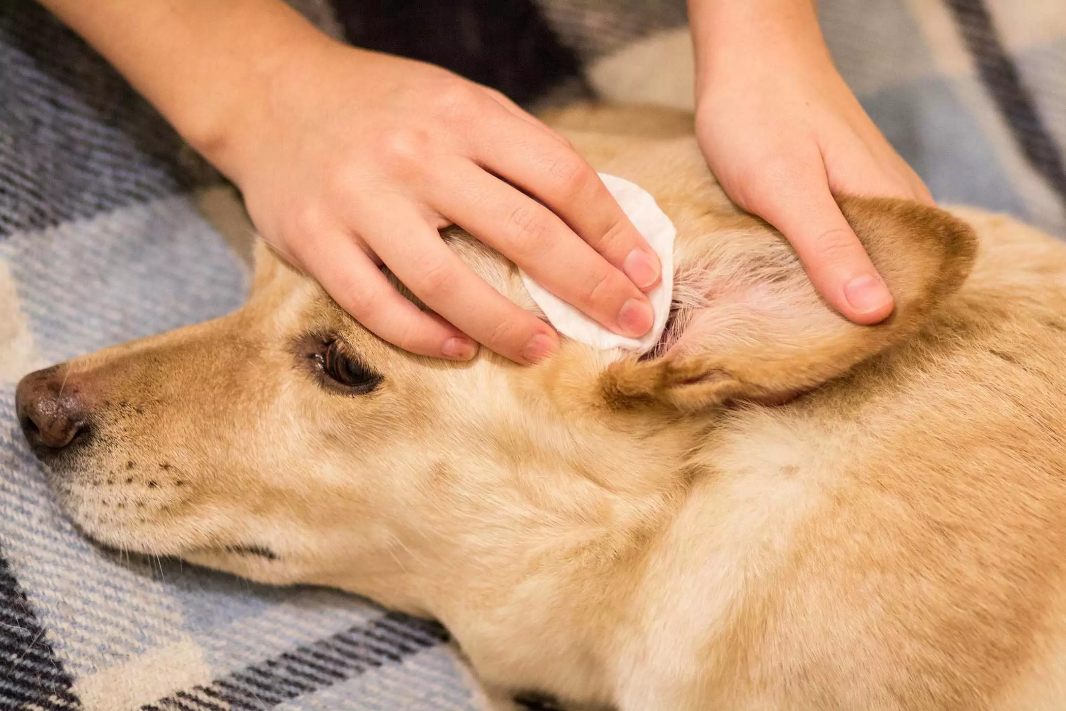 Comment nettoyer les oreilles de votre chien ? Alors, comment nettoyer correctement le conduit auditif de votre chien ?