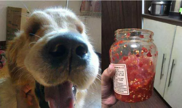 Les chiens peuvent-ils manger des piments ? Réaction des chiens à l'ingestion de piments forts