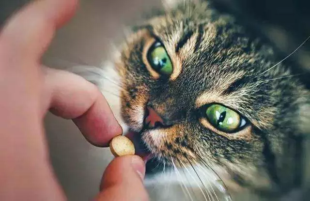 Comment donner des médicaments aux chats ? Comment donner facilement des médicaments aux chats