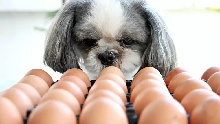 Les chiens peuvent-ils manger des œufs ? Les chiens peuvent-ils manger des blancs d'oeufs ? Quels sont les avantages des œufs pour les chiens ?