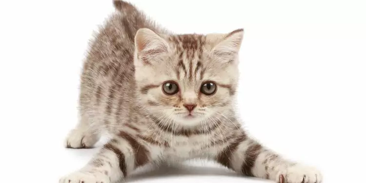 Les chats peuvent-ils manger du yaourt ? Avantages courants des probiotiques