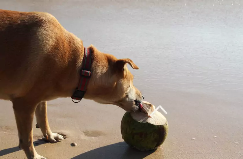 Les chiens peuvent-ils boire de l'eau de coco ?