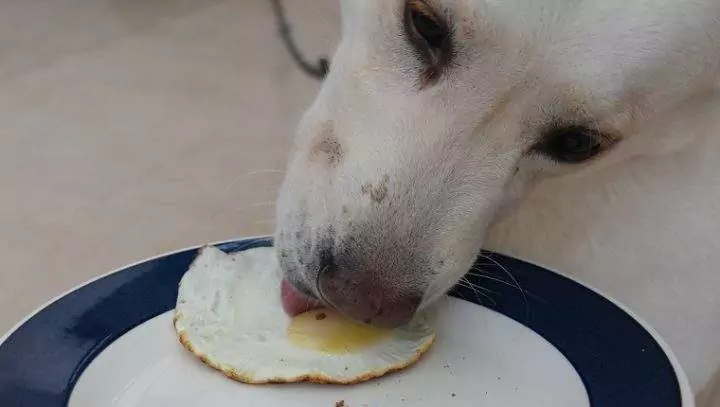 Les chiens peuvent-ils manger des œufs brouillés ? Les chiens peuvent-ils manger des œufs brouillés ?