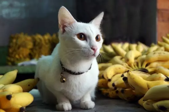 Les chats peuvent-ils manger des bananes ? Les vitamines contenues dans les bananes