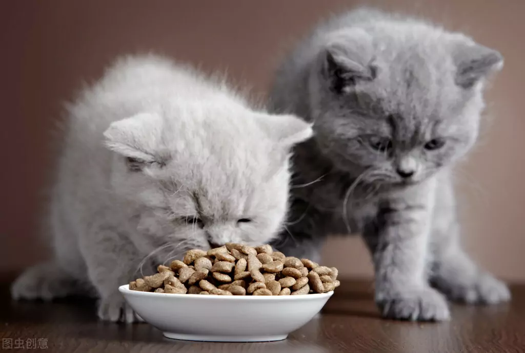 Pourquoi mon chat vomit-il des aliments non digérés ? Causes des vomissements chez les chats
