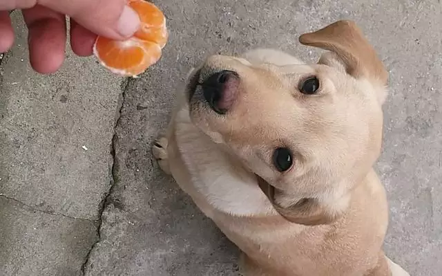 Les chiens peuvent-ils manger des oranges ? Quels sont les avantages de manger des oranges pour les chiens ?