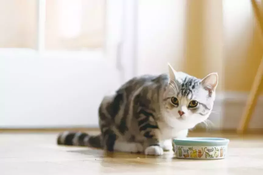 Quelle quantité de nourriture humide donner à votre chat ? Comment choisir des aliments humides pour chats de bonne qualité ?