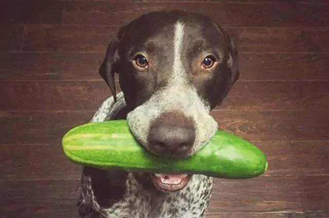 Les chiens peuvent-ils manger du concombre ? Quels sont les avantages et les inconvénients des concombres pour les chiens ?