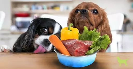 Quels légumes les chiens peuvent-ils manger ? Pourquoi les chiens ont-ils besoin de manger des légumes ?
