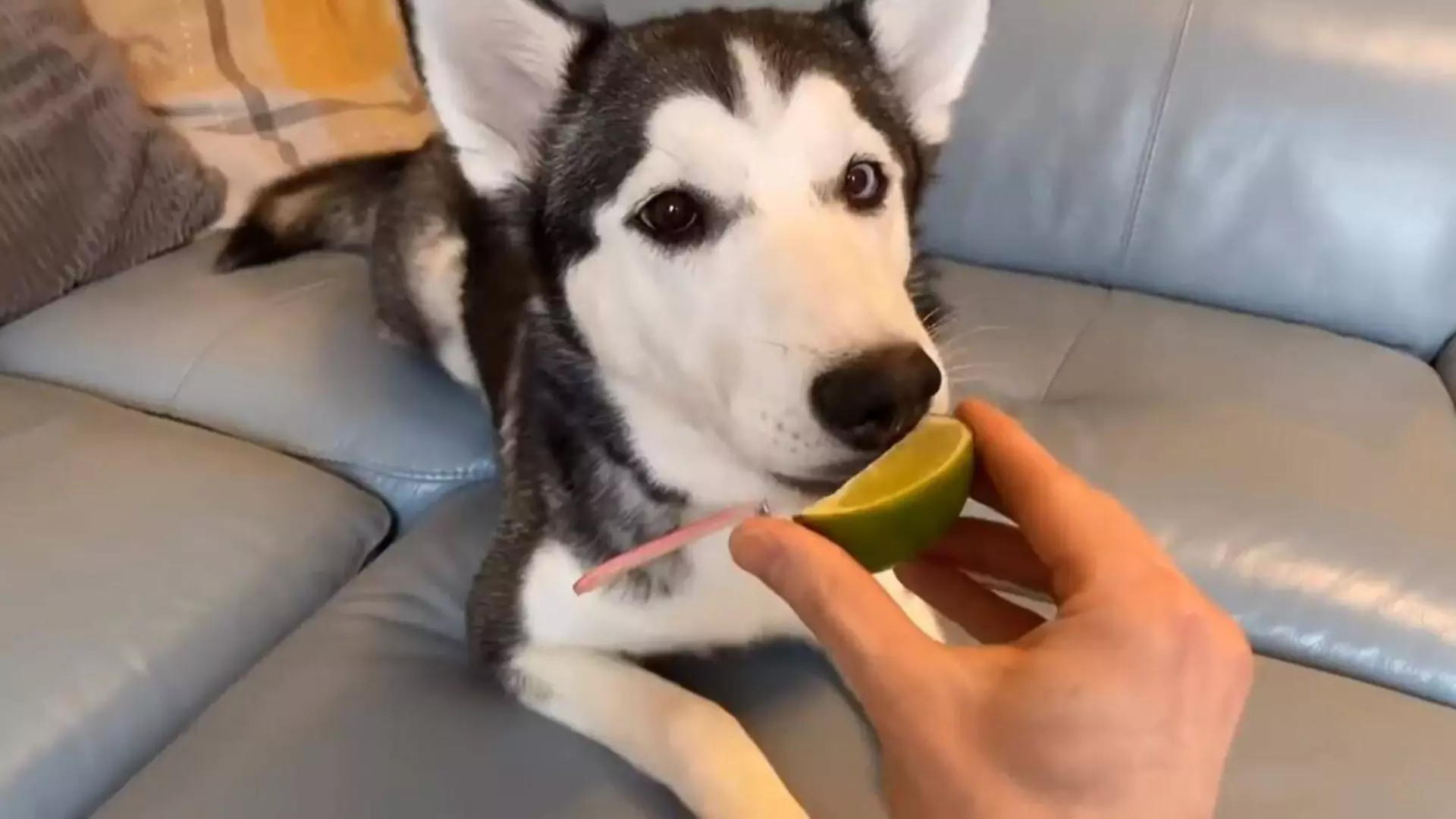 Les chiens peuvent-ils manger des citrons ? Fruits que les chiens ne doivent pas manger en plus grande quantité