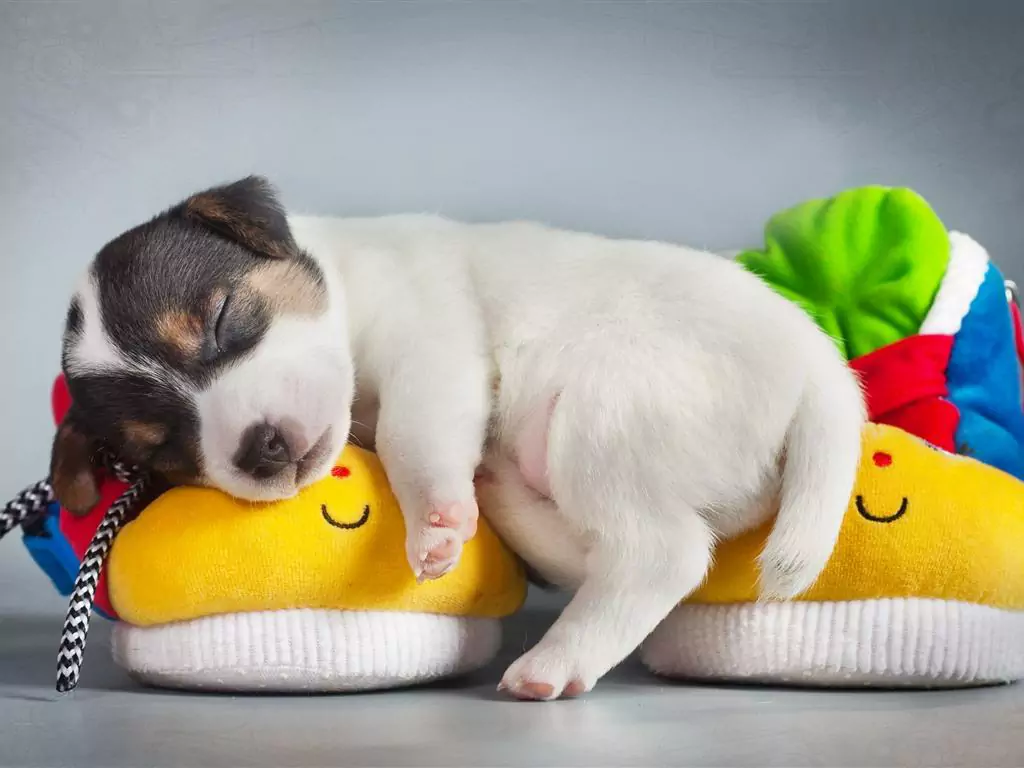 Pourquoi les chiens dorment-ils sur le dos ? Les avantages et les inconvénients de dormir sur le dos