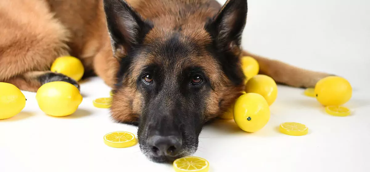 Les chiens peuvent-ils manger des citrons ? Les chiens ne peuvent pas manger de citrons