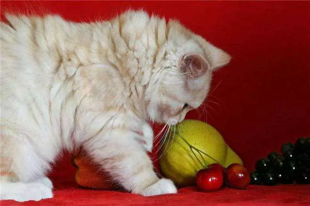Les chats peuvent-ils manger du raisin ? Pourquoi les chats ne peuvent-ils pas manger de raisins ?