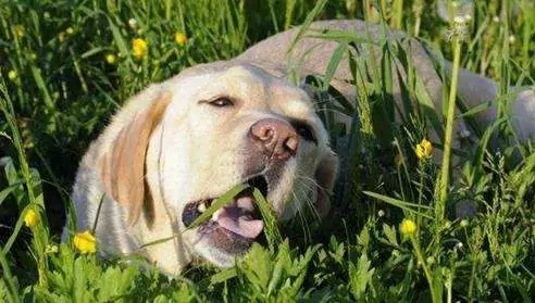 Les chiens peuvent-ils manger du céleri ? Les bienfaits du céleri pour les chiens