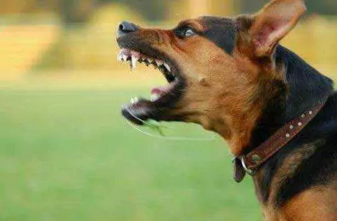 Comment les chiens contractent-ils la rage ? Prévention de la rage