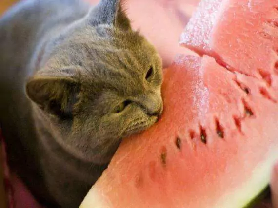 Les chats peuvent-ils manger de la pastèque ? La pastèque est-elle mauvaise pour les chats ?