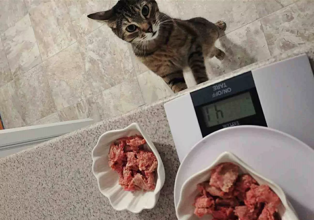 Les chats peuvent-ils manger de la viande crue ?