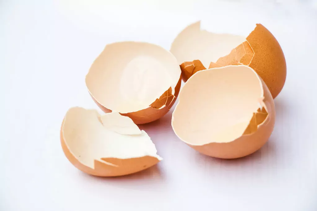 Les coquilles d'œufs sont-elles bonnes pour les chiens ?